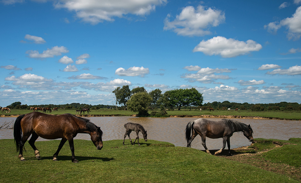 Summer Ponies at Longcross Pond 1